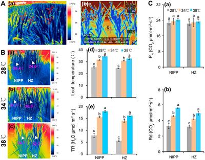 Respiration, Rather Than Photosynthesis, Determines Rice Yield Loss Under Moderate High-Temperature Conditions